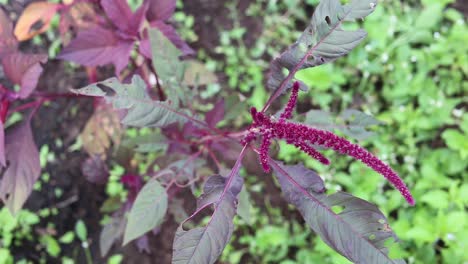 Amaranto-Sangriento-Cultivado-Orgánicamente-En-La-India