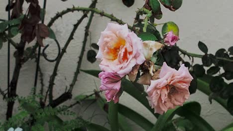 wet rose bush in the rain