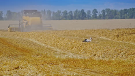 Storks on the field looking for food on combine harvester background in summer. Storks walk through a yellow field during harvesting works.