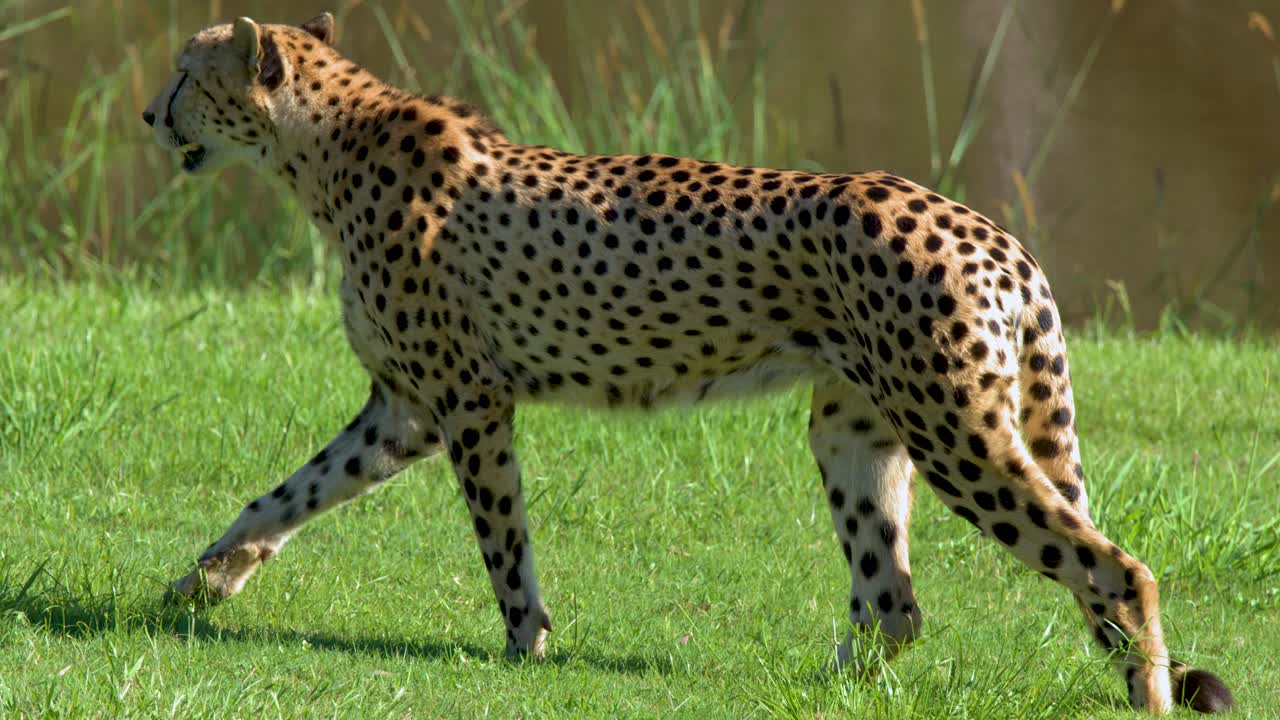 Guepardo Caminhando Graciosamente Pela Grama Verde em seu Habitat Natural
