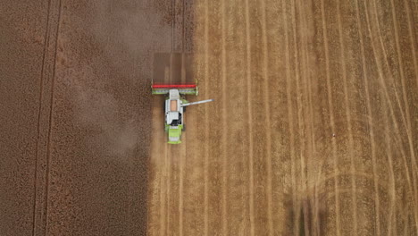 beautiful ripe wheat plantation half-cut by the modern harvester. storks walking around the mowed part of the field. top view.