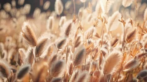 close-up video of soft, fluffy grass in warm sunlight, capturing a serene, dreamy atmosphere