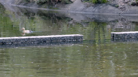 patos nadando en el agua