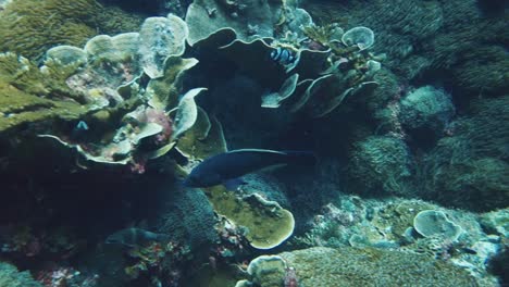 blue groper swim over colorful coral underwater