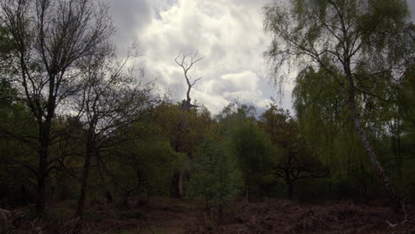 extra-wide-shot-of-the-stag-tree-at-Sherwood-Forest