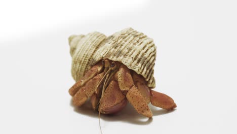 front view of hermit crab hiding in shell