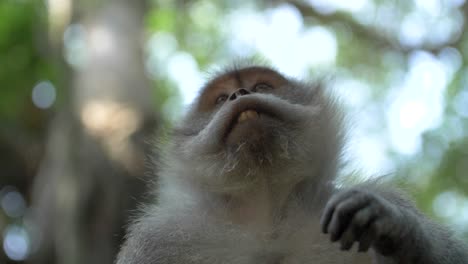 singe macaque regardant sa main