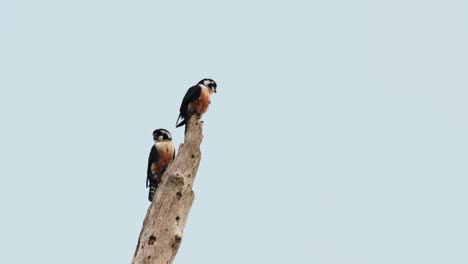 Black-thighed-Falconet,-Microhierax-fringillarius