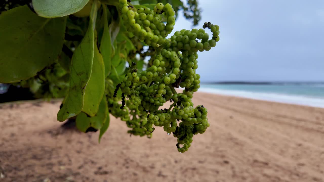Close up of the sea grape tree leaves and fruit, Coccoloba uvifera, on coastal hawaii in kauai at Ke ala hele makalae path near Kaiakea Point in Kauai Hawaii. Beach sea grape tree