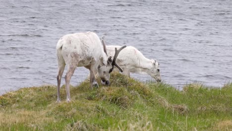 reindeers in natural environment, the north of norway, nordkapp. beautiful nature of norway.