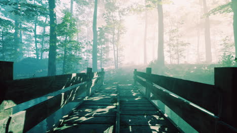 wooden bridge into forest with river