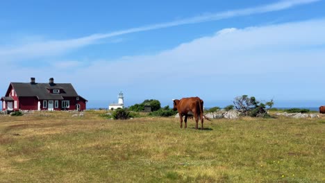 Kuh,-Die-Gras-In-Der-Nähe-Eines-Roten-Bauernhauses-Frisst