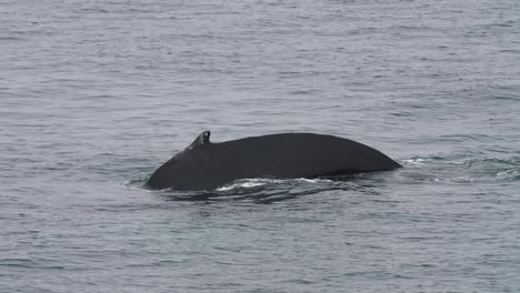 Cámara-Lenta,-Ballena-Jorobada-Nadando-En-Aguas-Frías-Del-Océano-Cerca-De-La-Costa-De-La-Antártida