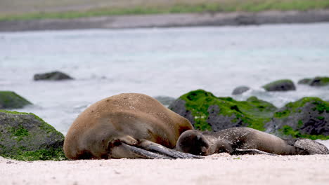 León-Marino-De-Galápagos-Madre-Durmiendo-Junto-A-Un-Cachorro-En-Punta-Suárez,-Isla-Española-Galápagos