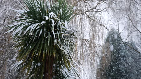 Im-Winter-Fällt-Starker-Schnee-Auf-Eine-Palme