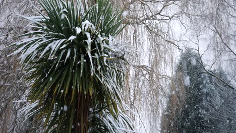fuertes nevadas caen sobre una palmera en invierno