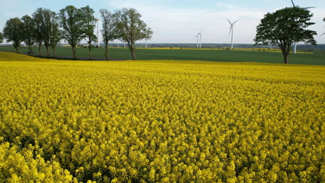 Aerial-dolly-push-in-vibrant-rapeseed-yellow-blooms,-wind-turbines-in-distant-fields