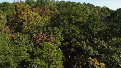 Flying-Above-Canopy-Of-Trees-In-The-Forest-In-Autumn-Colors