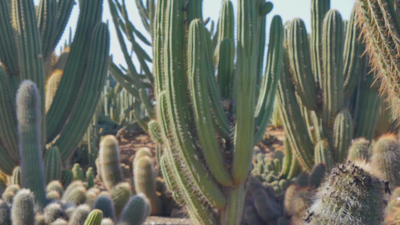 Cactus beds during a heatwave