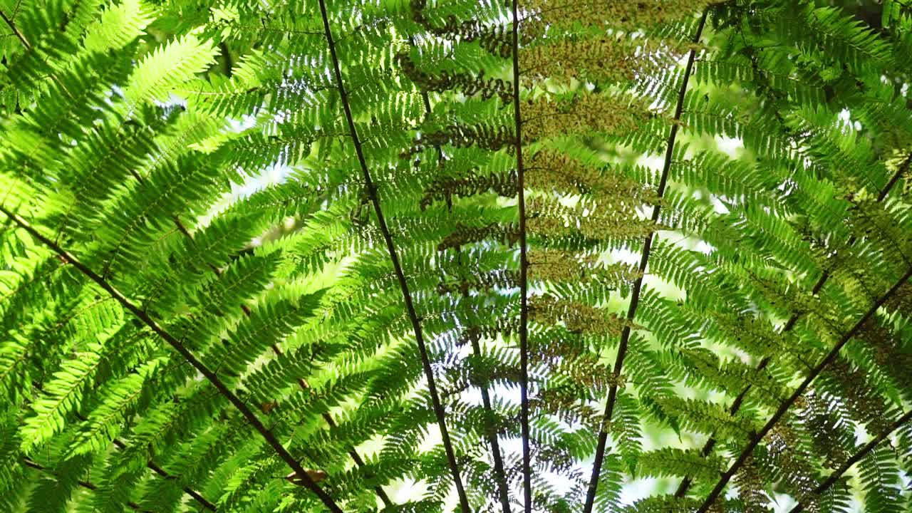 Look up from tree trunk of New Zealand native Silver Fern Ponga along leaves