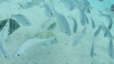 Hermosa-Cámara-Lenta-De-Peces-Tropicales-Blancos-Bajo-El-Agua,-Polinesia-Francesa