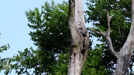 El-Lagarto-Monitor-Nublado-Se-Encuentra-En-Tailandia-Y-Otros-Países-De-Asia