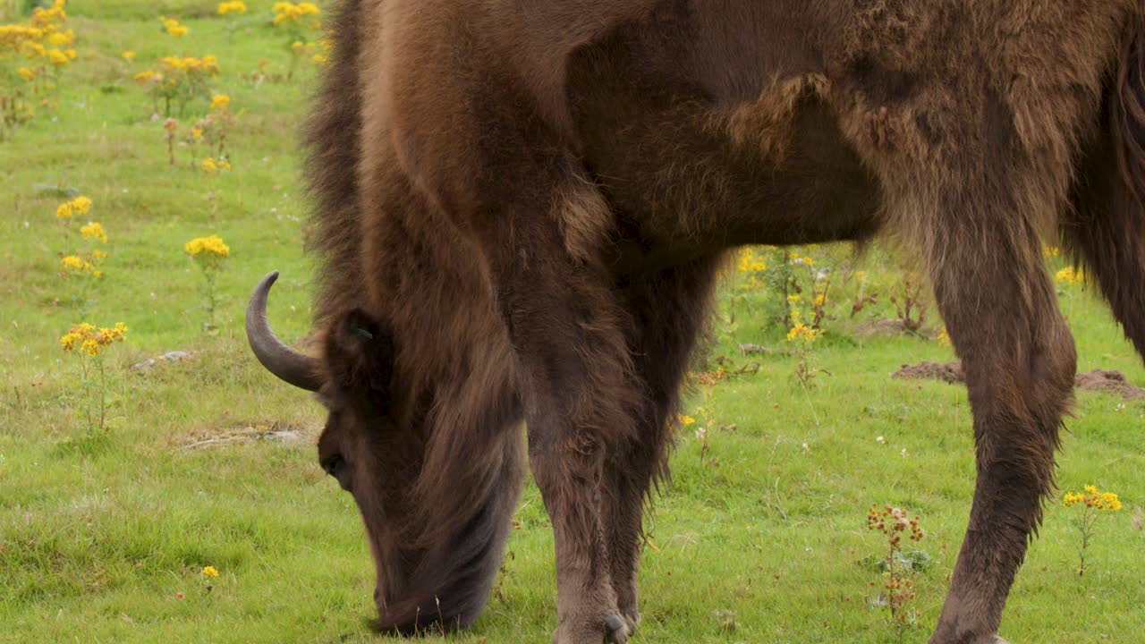 European bison grazes calmly on green grassland with yellow wildflowers, natural daylight, steady camera