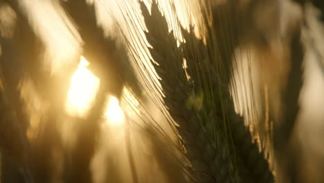 Campo-De-Centeno-Dorado-Al-Atardecer,-Mientras-La-Suave-Brisa-Balancea-Las-Espigas-De-Grano-En-Un-Sereno-Paisaje-Rural