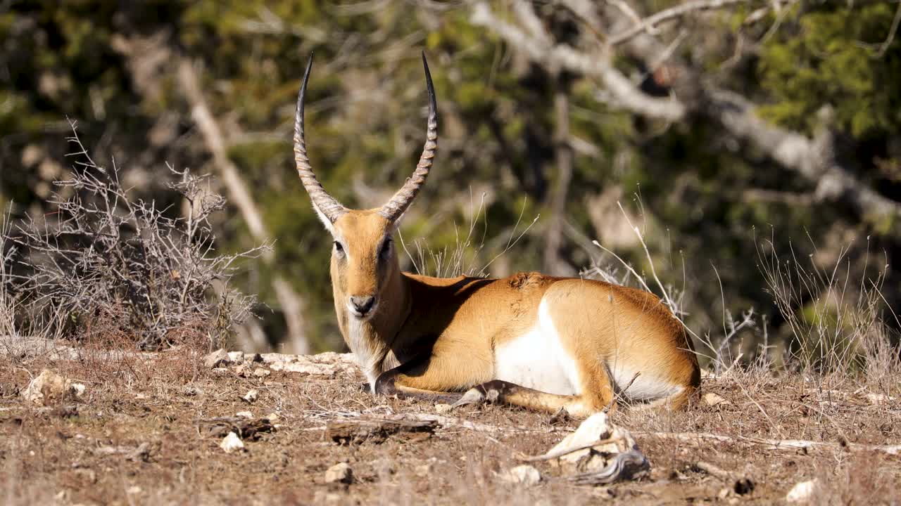 hermoso macho lechwe descansando en un caluroso día africano, grandes cuernos en la cabeza de antílope