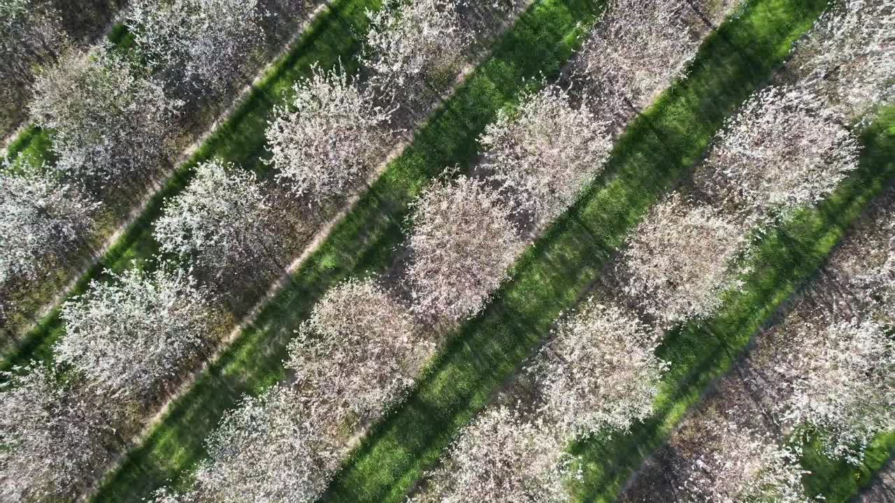 매년 봄 5월 중순이면 위스콘신 주 도어 카운티의 체리 과수원이 만발합니다-5