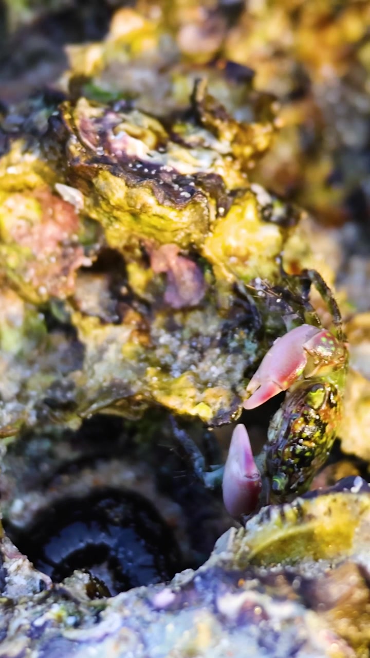 Uma imagem vertical detalhada de um pequeno caranguejo camuflado em um habitat de concha de ostra texturizada.