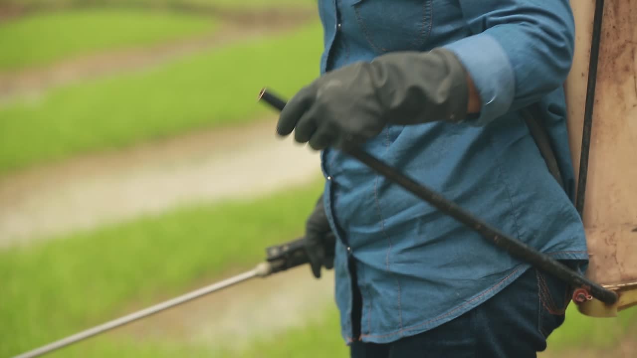 Contadino che irrora fertilizzante liquido sul campo di riso.
