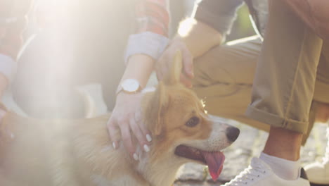 close up view of male and female hands petting their corgi dog on the street on a sunny day