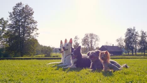 amazing arc shot of five dogs lying in the park in a line, from the biggest to the smallest