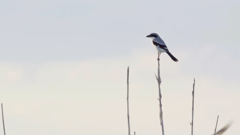 shrike perched while birds swoop down