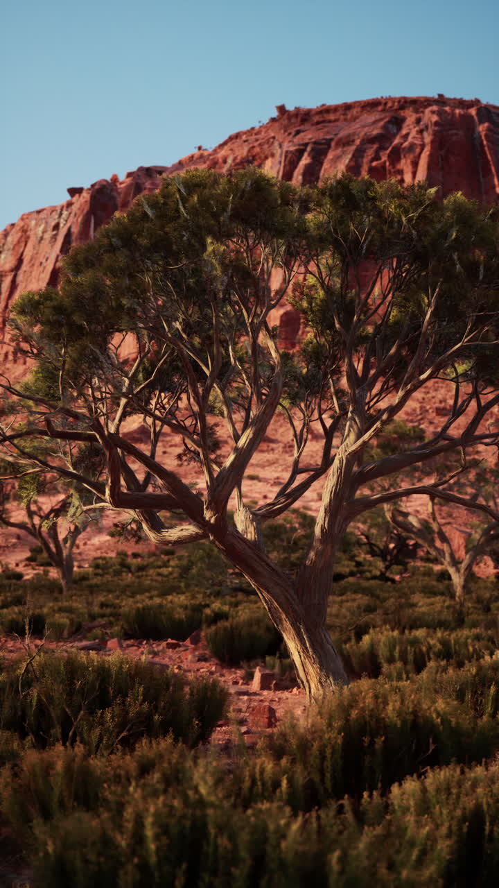 árbol del desierto y montaña