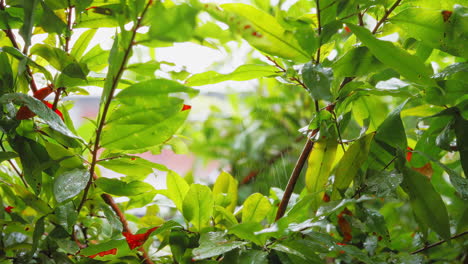 Close-Up-View-of-Rain-on-Garden-Plant-Branches