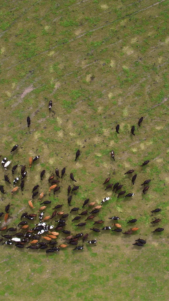 Vertical drone shot of a herd of cows running over a green field in New Zealand