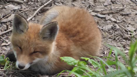 Cute-red-fox-cub-stands-in-the-grass-and-looks-at-the-camera