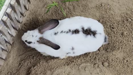 White Rabbit in Sand