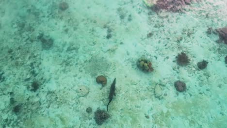 Top-view-of-saltwater-crocodile-in-the-sea-in-the-wild