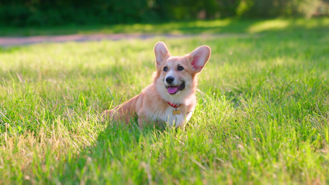 Lindo perro Corgi tumbado en hierba verde en un día soleado