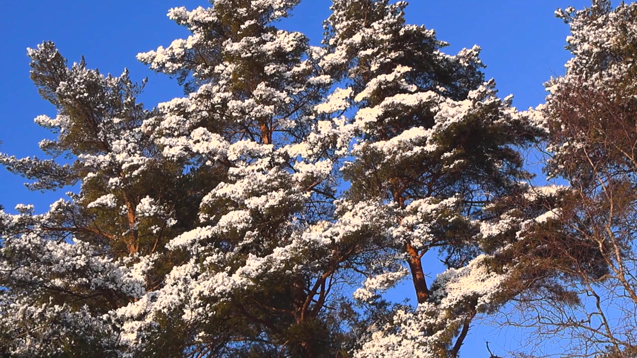 Maestosi pini coperti di neve che ondeggiano dolcemente al vento in una luminosa giornata di sole. Una serena scena di paese delle meraviglie invernale con un cielo azzurro limpido.