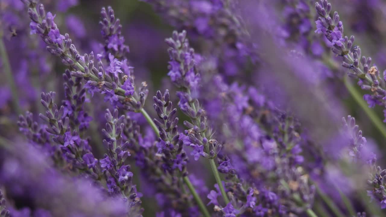 hermosa lavanda en flor en el jardín durante el verano