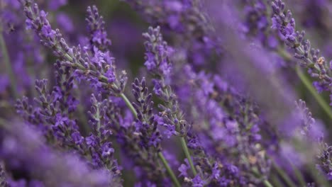 Hermosa-Lavanda-En-Flor-En-El-Jardín-Durante-El-Verano