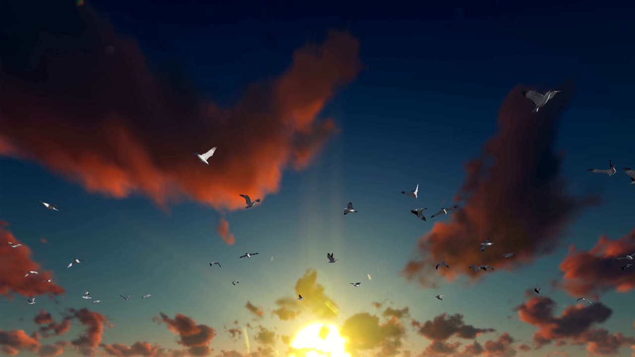 아름다운 해가 지는 뒷면에서 날아다니는 해파리, 4k