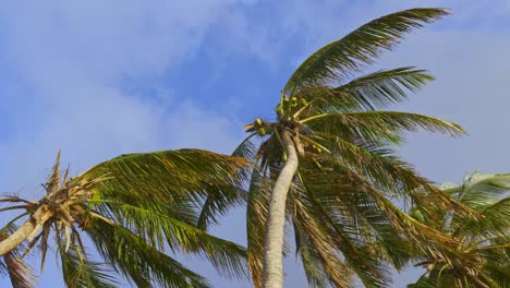 Nach-Oben-Schuss-Von-Kokospalmen-Im-Wind-Vor-Blauem-Himmel