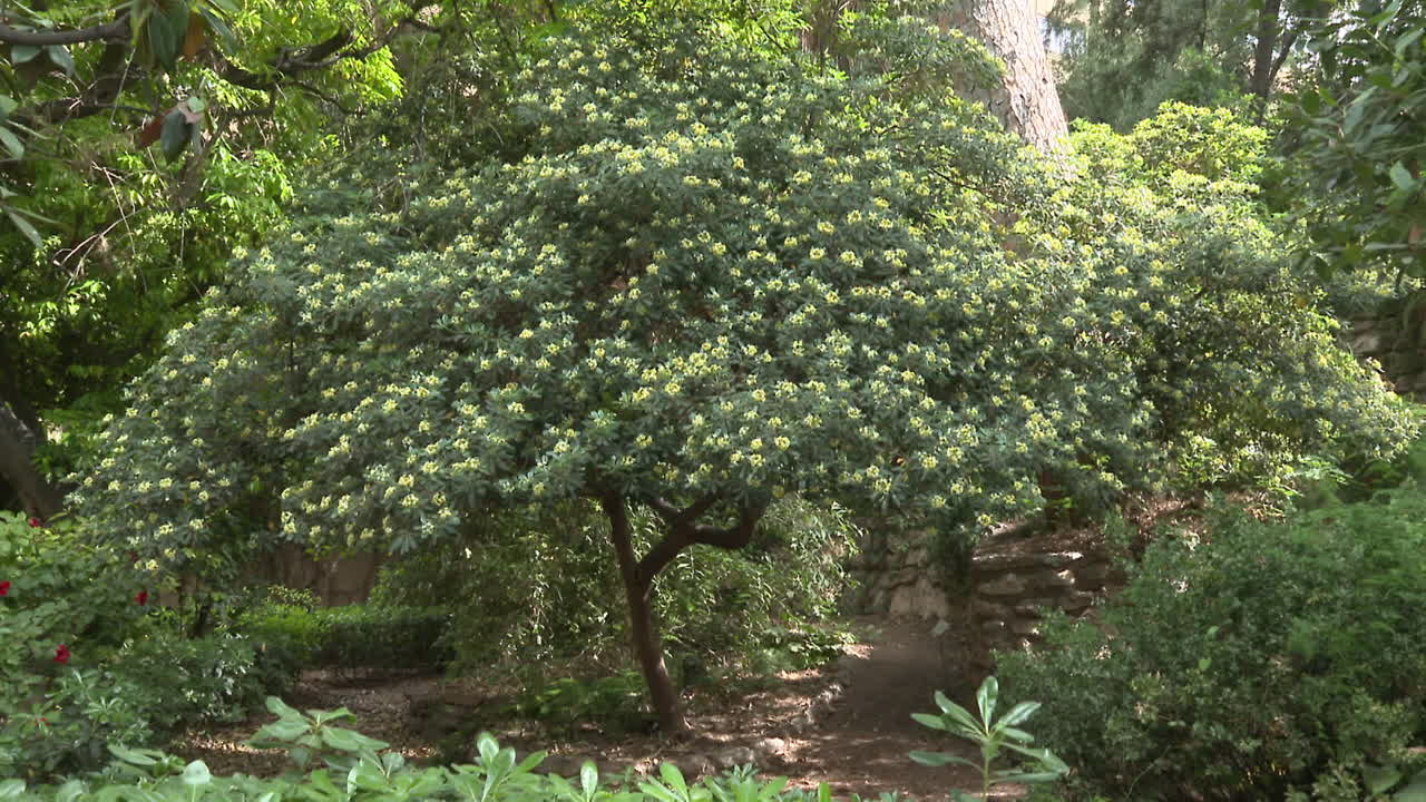 Garden with a flowering tree