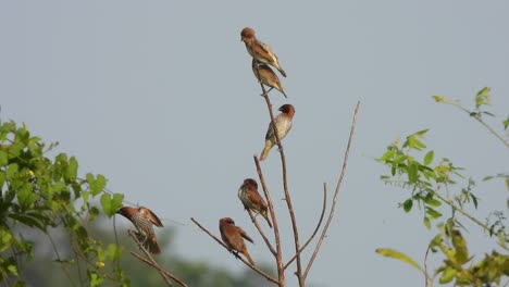 Schuppig--breasted-Munias--Entspannend--himmel---Grün