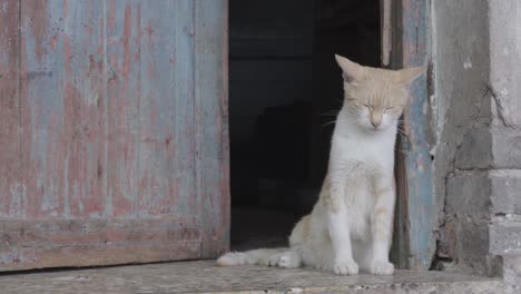 Un-Gatito-Está-Comiendo-La-Leche-De-Su-Madre